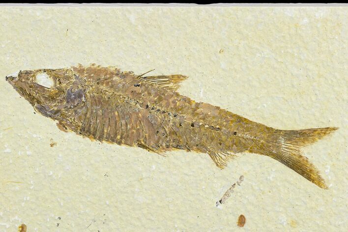 Detailed Fossil Fish (Knightia) - Wyoming #113573